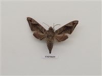 藏品(全緣缺角天蛾)的圖片